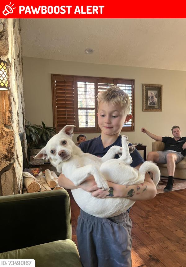 Lost Male Dog last seen Wasatch and Kings Hill Drive, Cottonwood Heights, UT 84121