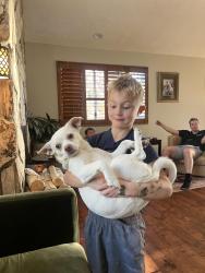 Lost Male Dog last seen Wasatch and Kings Hill Drive, Cottonwood Heights, UT 84121