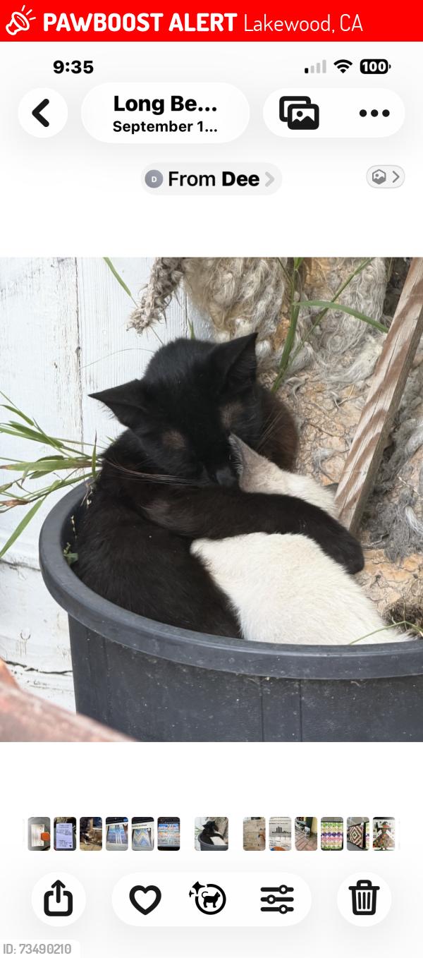 Lost Female Cat last seen Woodruff and DelAmo, Lakewood, CA 90713