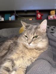Reunited Male Cat last seen Near Washington St Hollywood Fl, Hollywood, FL 33020