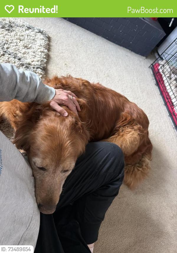Reunited Female Dog last seen Villages Scenic Parkway, Anchorage, Ak, Usa, Anchorage, AK 99516