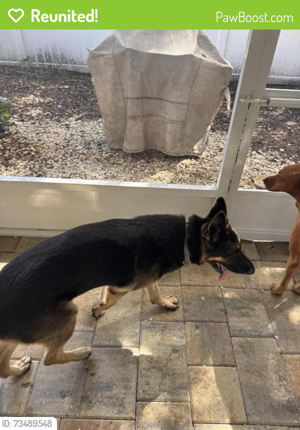 Reunited Male Dog last seen 15th ave S and 58th St S, Gulfport, FL 33707
