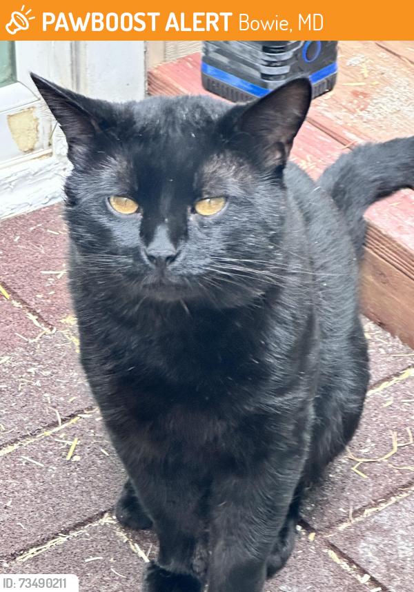 Found/Stray Male Cat last seen Quilt patch lane, Bowie, MD 20720