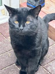 Found/Stray Male Cat last seen Quilt patch lane, Bowie, MD 20720