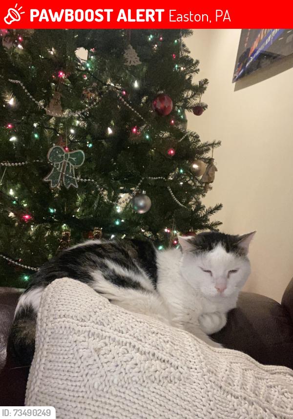 Lost Male Cat last seen Howard lane, Easton, PA 18045