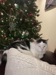 Lost Male Cat last seen Howard lane, Easton, PA 18045