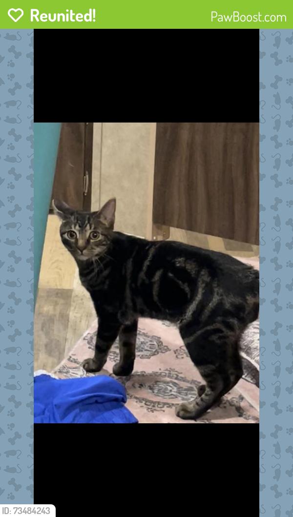 Reunited Male Cat last seen Near Green River Ln, Dickinson, TX 77539, USA, Dickinson, TX 77539