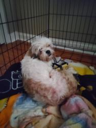 Found/Stray Female Dog last seen Winchester and Millbranch, Memphis, TN 38116