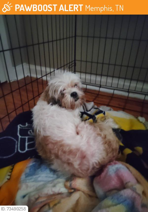 Found/Stray Female Dog last seen Winchester and Millbranch, Memphis, TN 38116