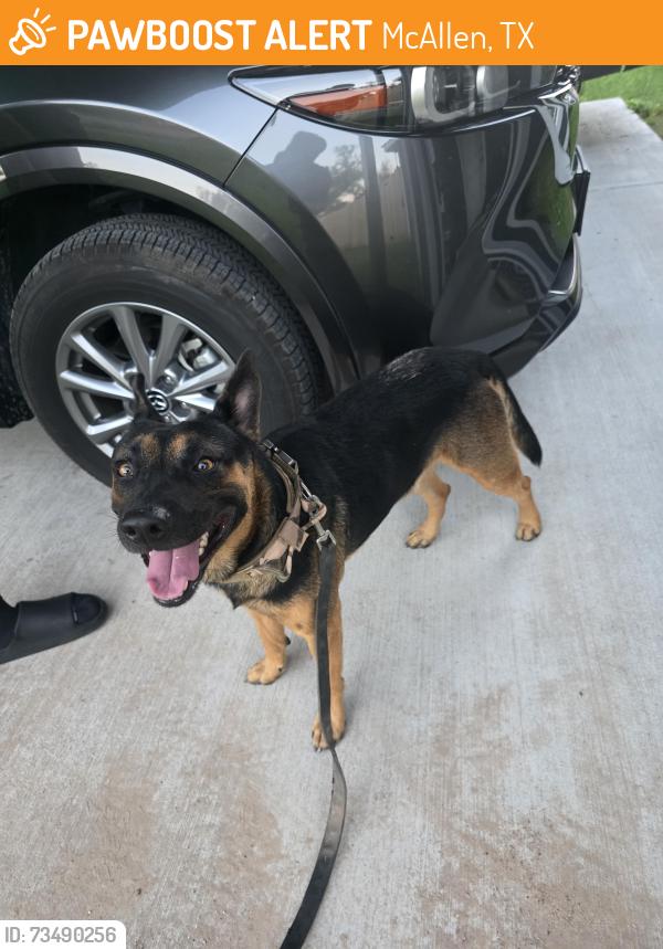 Found/Stray Male Dog last seen By Tamarack and 16th, McAllen, TX 78501