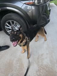 Found/Stray Male Dog last seen By Tamarack and 16th, McAllen, TX 78501