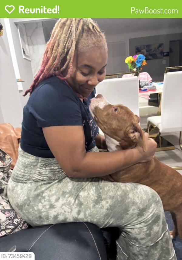 Reunited Female Dog last seen Curtis, Pickford, 7mile, Livernois, Wyoming, 6mile, Detroit, MI 48221