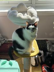 Lost Male Cat last seen Bromsgrove Drive, Hampton, VA 23666