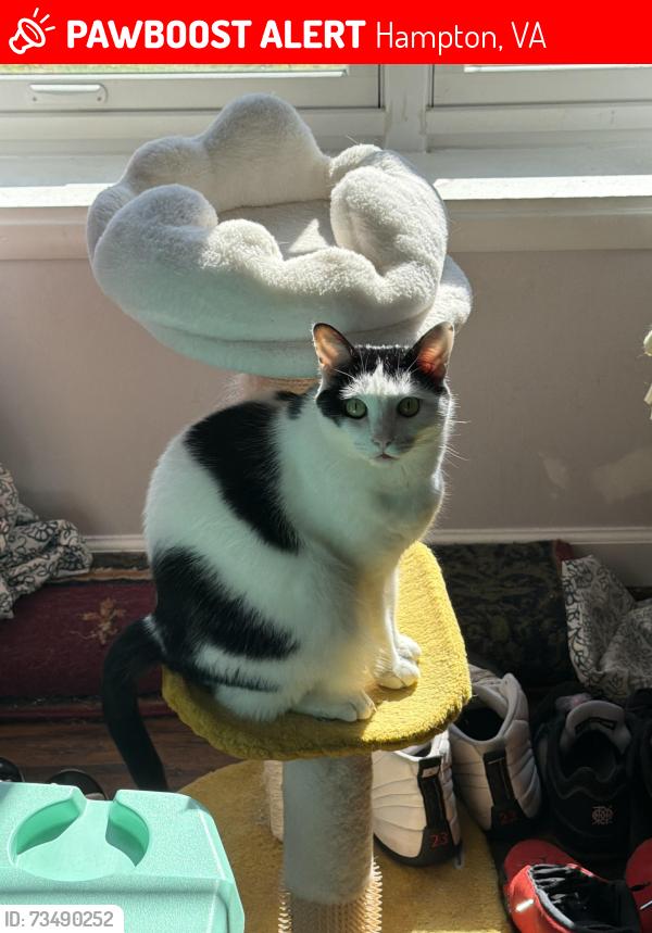 Lost Male Cat last seen Bromsgrove Drive, Hampton, VA 23666