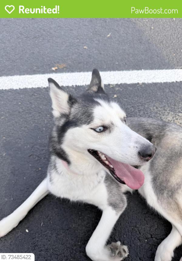 Reunited Female Dog last seen Poudre Trails apmts and cndmniums, Greeley, CO 80631