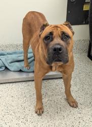 Shelter Stray Female Dog last seen Near forrest park rd, Atlanta, GA, 1251 Fulton Industrial Blvd NW, Atlanta, GA 30336, USA