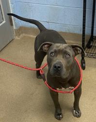 Shelter Stray Male Dog last seen Near SPRINGTREE COURT, 30038, GA, 3280 Chamblee Dunwoody Rd, Chamblee, GA 30341, USA