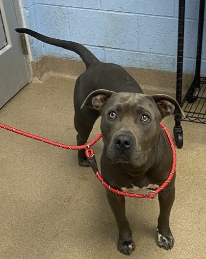 Shelter Stray Male Dog last seen Near SPRINGTREE COURT, 30038, GA, 3280 Chamblee Dunwoody Rd, Chamblee, GA 30341, USA