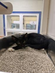 Shelter Stray Male Cat last seen City Spuds in Fellsmere parking lot front left, Fellsmere, FL, 6230 77th St, Vero Beach, FL 32967, USA