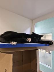 Shelter Stray Male Cat last seen Trailer Park 4th and US 1, Vero Beach, FL, 6230 77th St, Vero Beach, FL 32967, USA