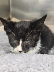 Shelter Stray Female Cat last seen Near Newholme Ave, 21206, MD, 2490 Giles Rd, Baltimore, MD 21225, USA