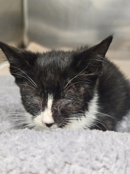 Shelter Stray Female Cat last seen Near Newholme Ave, 21206, MD, 2490 Giles Rd, Baltimore, MD 21225, USA