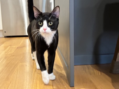 Shelter Stray Male Cat last seen Near E Republican st, Seattle, WA, 2061 15th Ave W, Seattle, WA 98119, USA