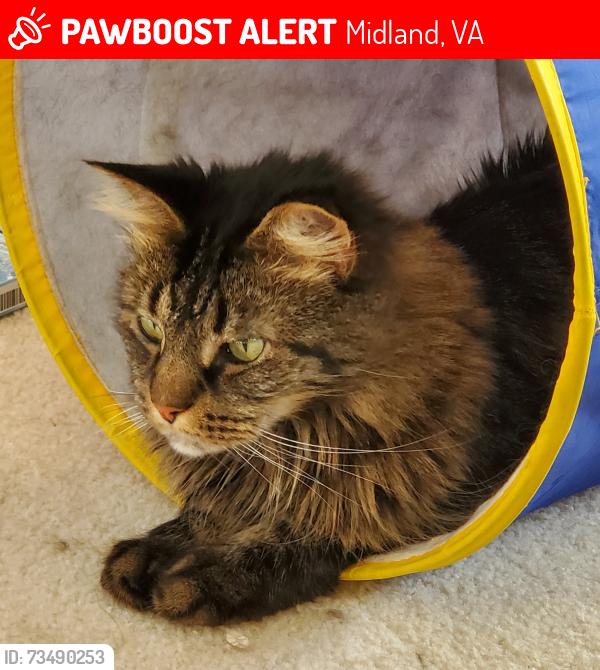 Lost Male Cat last seen Beach Rd., Midland, VA 22728