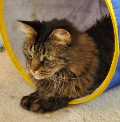 Lost Male Cat last seen Beach Rd., Midland, VA 22728