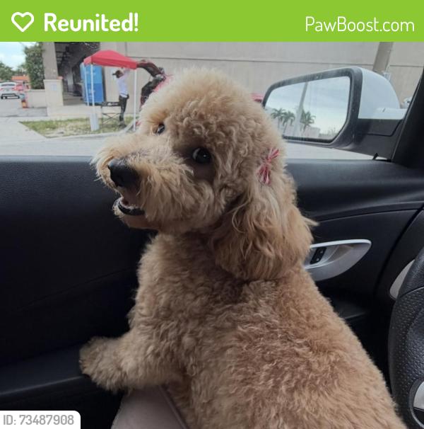 Reunited Female Dog last seen Hialeah 33010, Hialeah, FL 33010