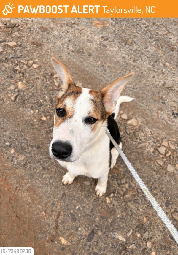 Found/Stray Female Dog last seen Near Jeff price lane taylorsville, Taylorsville, NC 28681