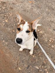 Found/Stray Female Dog last seen Near Jeff price lane taylorsville, Taylorsville, NC 28681