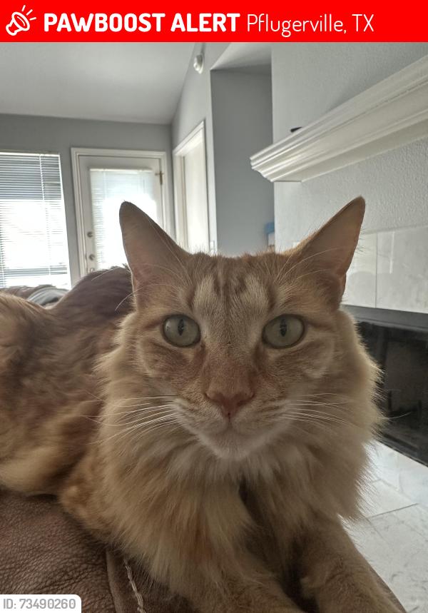 Lost Female Cat last seen Steeds Crossing off 130 and Gattis School/ Wilco, Pflugerville, TX 78660