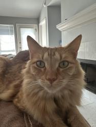 Lost Female Cat last seen Steeds Crossing off 130 and Gattis School/ Wilco, Pflugerville, TX 78660