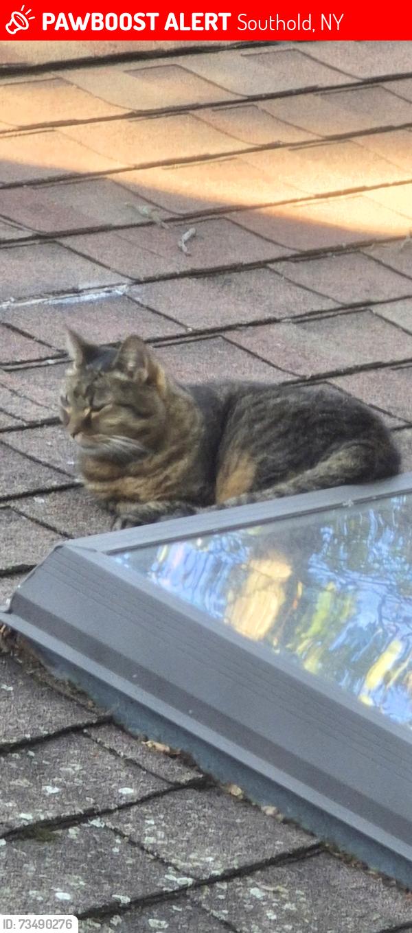 Lost Female Cat last seen oaklawn ave, Southold, NY 11971