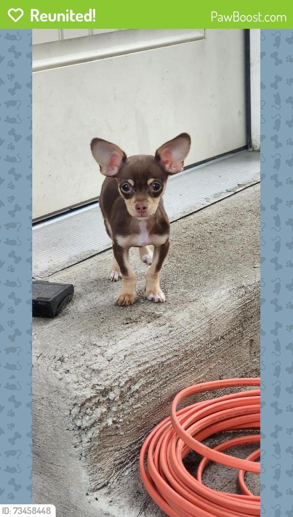 Reunited Male Dog last seen Near el morro rd lot 9 academny and chelton or delta, Colorado Springs, CO 80910