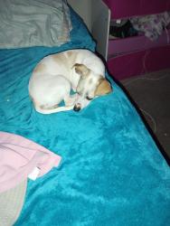 Lost Female Dog last seen Kuykendahl & 1960, Houston, TX 77090