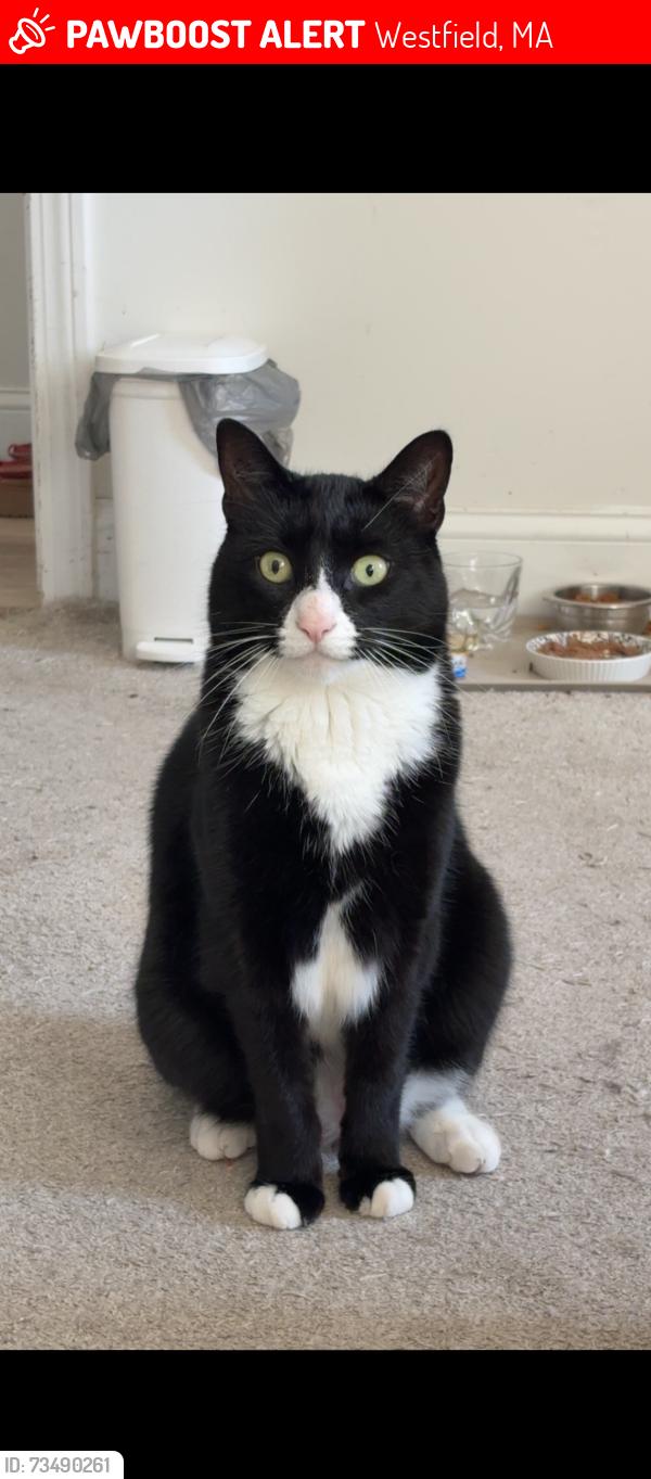Lost Male Cat last seen Joann dr, Westfield, MA 01085