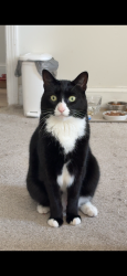 Lost Male Cat last seen Joann dr, Westfield, MA 01085