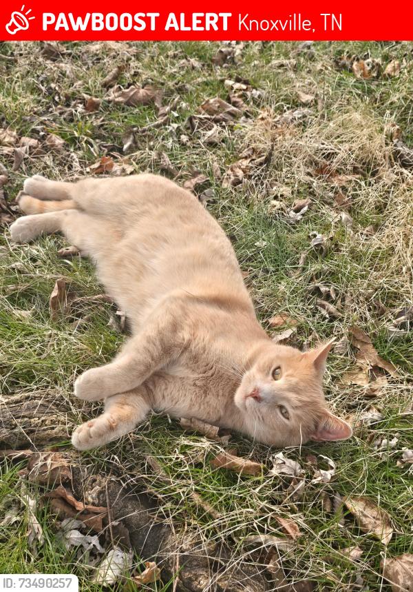 Lost Male Cat last seen South knoxville, Knoxville, TN 37920