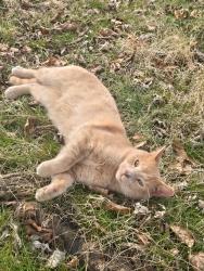 Lost Male Cat last seen South knoxville, Knoxville, TN 37920