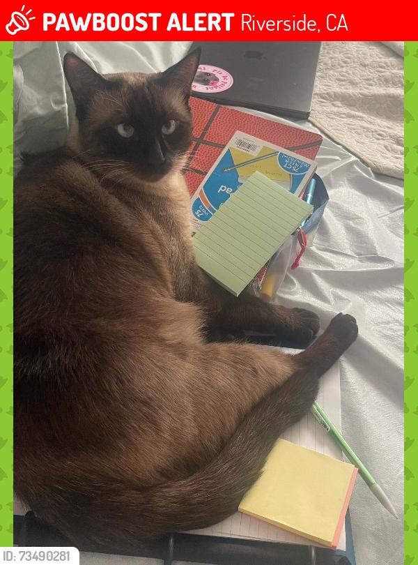 Lost Male Cat last seen Ave juan diaz, Sandoval ave, Riverside, CA 92509