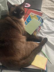 Lost Male Cat last seen Ave juan diaz, Sandoval ave, Riverside, CA 92509