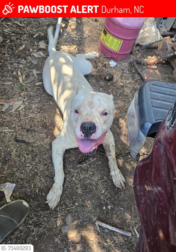 Lost Male Dog last seen Carver st, Durham, NC 27705