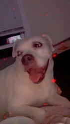 Lost Female Dog last seen Lake Bradley, Lake County, FL 34788