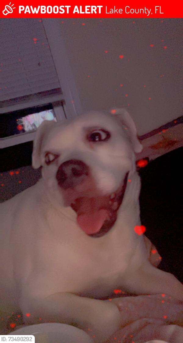 Lost Female Dog last seen Lake Bradley, Lake County, FL 34788
