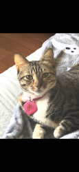 Lost Female Cat last seen Scottsboro Alabama Ridgedale Road, Scottsboro, AL 35768