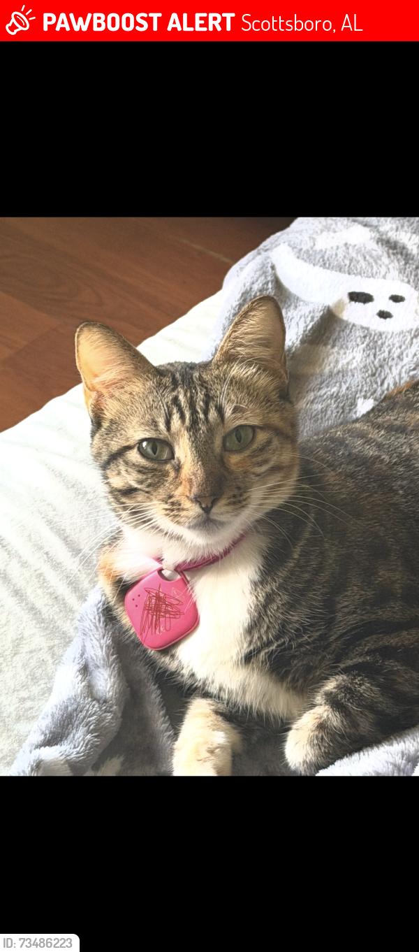 Lost Female Cat last seen Scottsboro Alabama Ridgedale Road, Scottsboro, AL 35768