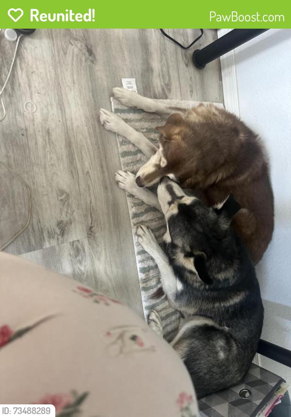 Reunited Female Dog last seen Golf course off Copper and Eubank; Wyoming, Albuquerque, NM 87123