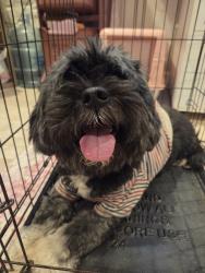 Reunited Male Dog last seen Honeycomb lane, Houston, TX 77429